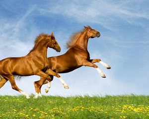 Preview wallpaper horses, couple, nature, jump, summer