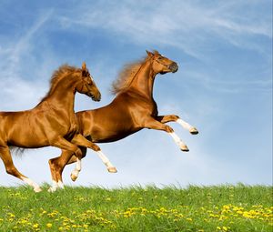 Preview wallpaper horses, couple, nature, jump, summer