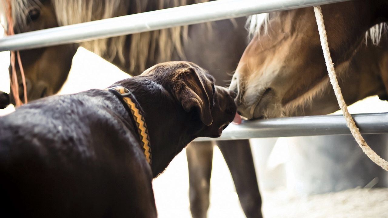 Wallpaper horses, dogs, friendship, kiss