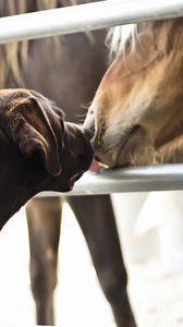 Preview wallpaper horses, dogs, friendship, kiss