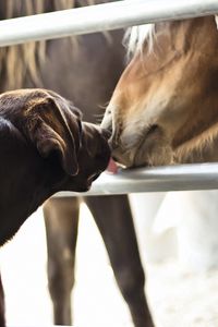 Preview wallpaper horses, dogs, friendship, kiss