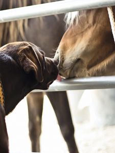 Preview wallpaper horses, dogs, friendship, kiss