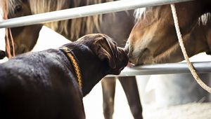 Preview wallpaper horses, dogs, friendship, kiss