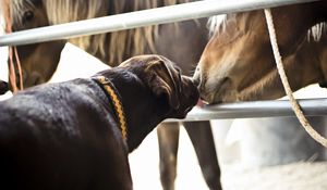 Preview wallpaper horses, dogs, friendship, kiss