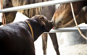 Preview wallpaper horses, dogs, friendship, kiss