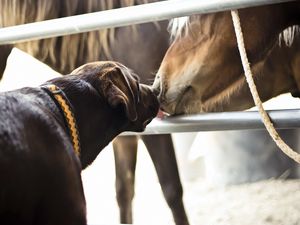 Preview wallpaper horses, dogs, friendship, kiss