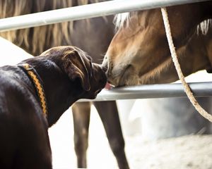 Preview wallpaper horses, dogs, friendship, kiss