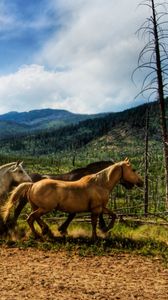 Preview wallpaper horses, dust, corral, herd, running
