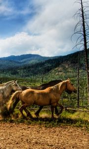 Preview wallpaper horses, dust, corral, herd, running