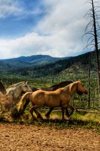 Preview wallpaper horses, dust, corral, herd, running