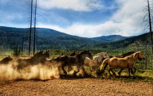 Preview wallpaper horses, dust, corral, herd, running