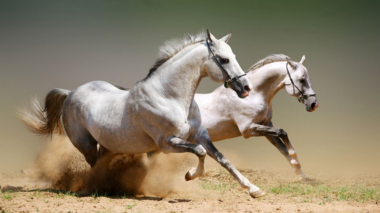 Wallpaper horses, dust, jumping, couple