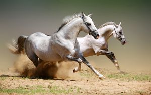 Preview wallpaper horses, dust, jumping, couple