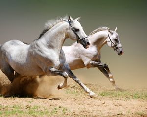 Preview wallpaper horses, dust, jumping, couple