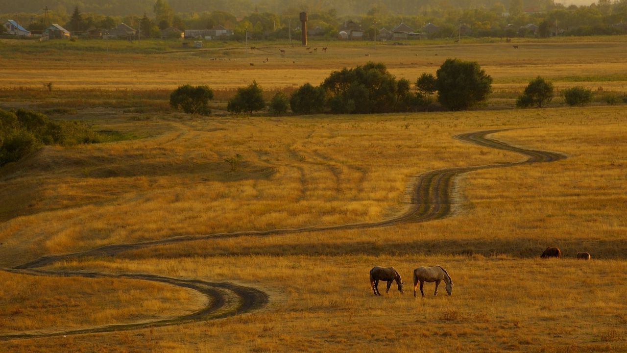 Wallpaper horses, evening, expensive, country, decline