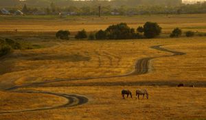 Preview wallpaper horses, evening, expensive, country, decline