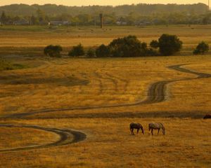 Preview wallpaper horses, evening, expensive, country, decline