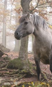 Preview wallpaper horses, forest, trees, light