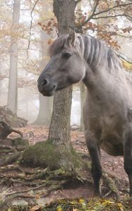 Preview wallpaper horses, forest, trees, light