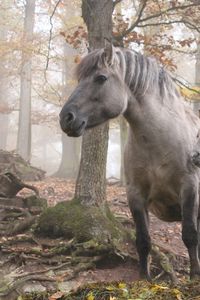 Preview wallpaper horses, forest, trees, light