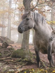 Preview wallpaper horses, forest, trees, light