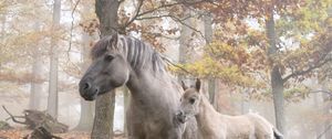 Preview wallpaper horses, forest, trees, light