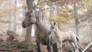 Preview wallpaper horses, forest, trees, light