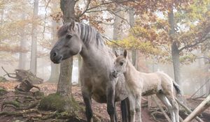 Preview wallpaper horses, forest, trees, light