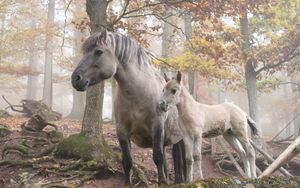 Preview wallpaper horses, forest, trees, light