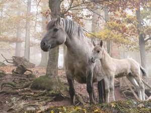 Preview wallpaper horses, forest, trees, light
