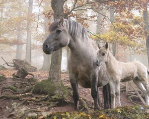 Preview wallpaper horses, forest, trees, light