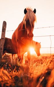 Preview wallpaper horses, glare, grass, fence