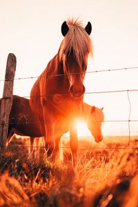 Preview wallpaper horses, glare, grass, fence