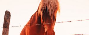 Preview wallpaper horses, glare, grass, fence