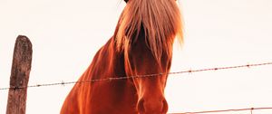 Preview wallpaper horses, glare, grass, fence