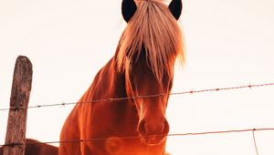 Preview wallpaper horses, glare, grass, fence