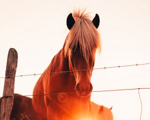 Preview wallpaper horses, glare, grass, fence