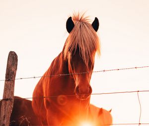 Preview wallpaper horses, glare, grass, fence