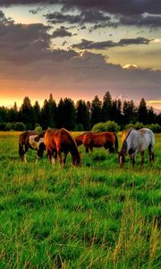 Preview wallpaper horses, golf, food, sunset