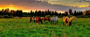 Preview wallpaper horses, golf, food, sunset