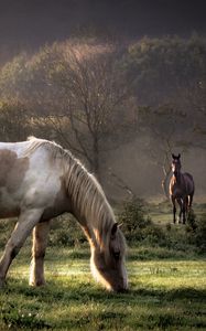 Preview wallpaper horses, grass, couple, walking, eating, trees