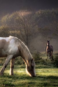 Preview wallpaper horses, grass, couple, walking, eating, trees