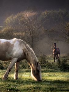 Preview wallpaper horses, grass, couple, walking, eating, trees