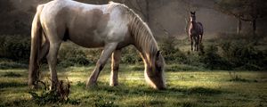 Preview wallpaper horses, grass, couple, walking, eating, trees