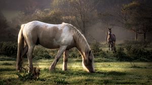Preview wallpaper horses, grass, couple, walking, eating, trees