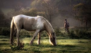 Preview wallpaper horses, grass, couple, walking, eating, trees