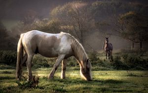 Preview wallpaper horses, grass, couple, walking, eating, trees