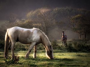 Preview wallpaper horses, grass, couple, walking, eating, trees