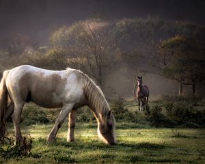 Preview wallpaper horses, grass, couple, walking, eating, trees