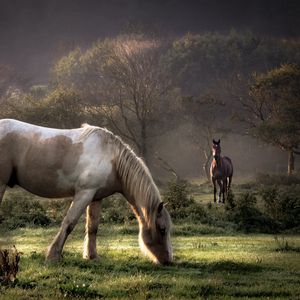 Preview wallpaper horses, grass, couple, walking, eating, trees